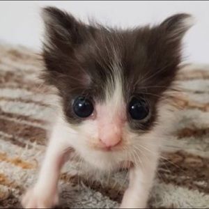 Meet your Posher, Joey